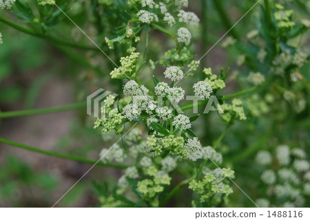 Celery Flower 1488116