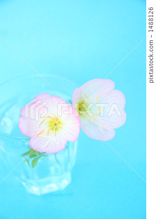 紅花月見草 玻璃 玻璃杯 1488126