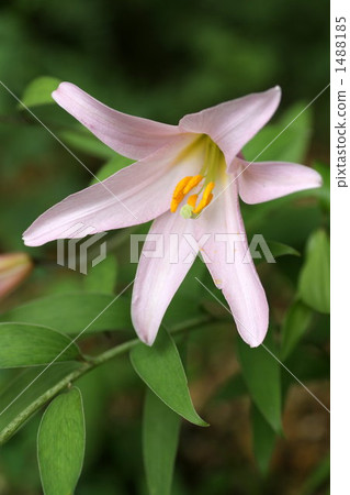 star lily, hime lily, rosy lily 1488185