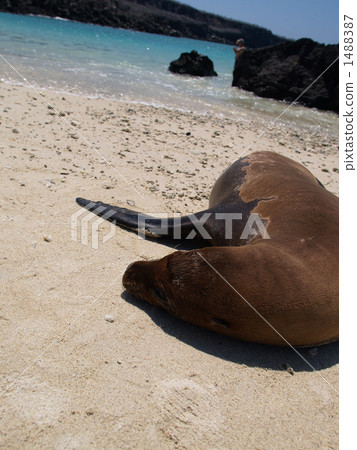 Sea lions in the Galapagos Islands 1488387