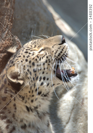 leopard print, spot, spotted 1488392