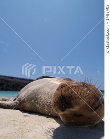 Sea lions in the Galapagos Islands Sea lions in the Galapagos Islands 1488402