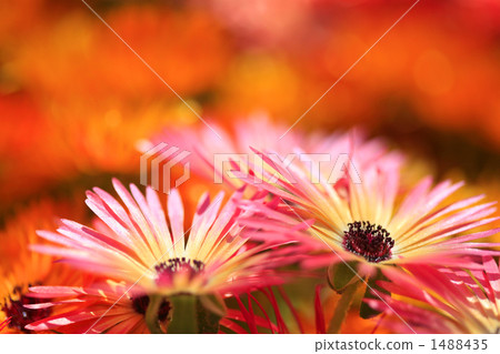 Osteospermum up of a purple stamen yellow and pink gradation 1488435