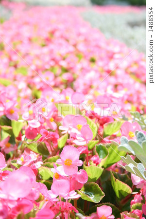 Begonia Garden 1488554