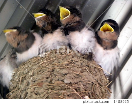 由於父母燕子走近，我張開嘴，等待誘餌吞下新鮮的燕子 1488925