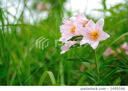 Hime Sayuri _草背 Hime Sayuri _草背 1489166