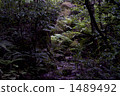 夏季森林 1489492