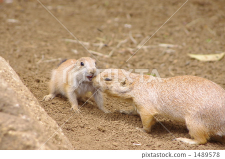 小動物 乾燥 兩隻(動物) 1489578