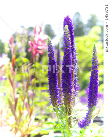 維羅尼卡 1489751