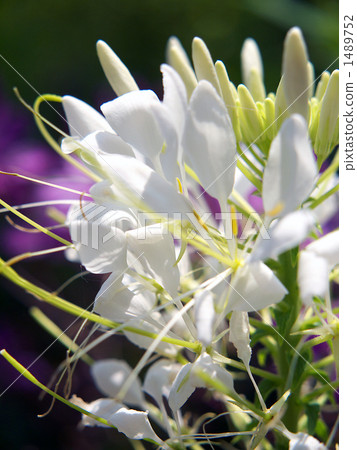 White Clementeo 1489752