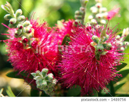 珍惜樹木 1489756