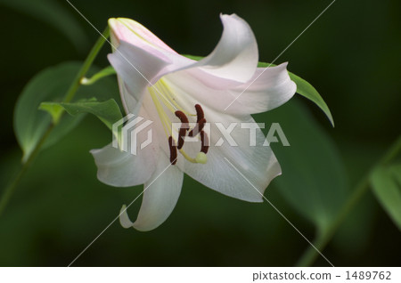 Yasushi Sasa Yasushi Sasa 1489762