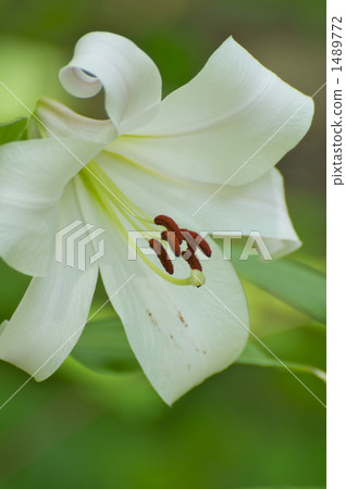 Yasushi Sasa Yasushi Sasa 1489772