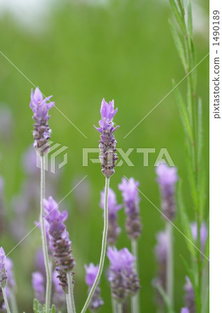 herb, herbal, lavander 1490189