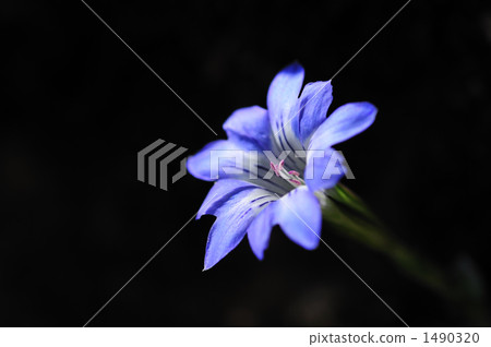 gentiana thunbergii var. minor 1490320
