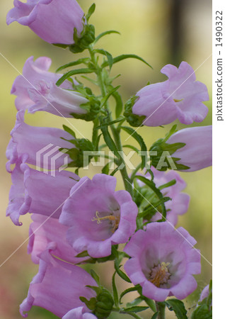 A small bell 1490322