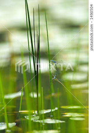 Owito Tsubo 1490504