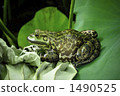 蓮花葉和牛蛙 1490525