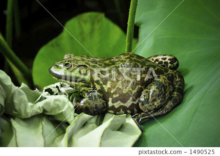 Lotus leaves and bullfrogs Lotus leaves and bullfrogs 1490525