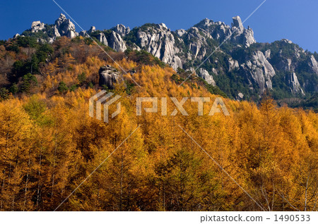 Yellow leaves of Larix and Mt. Ruisan Yellow leaves of Larix and Mt. Ruisan 1490533
