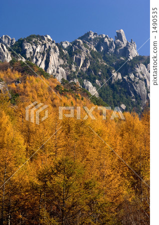 Yellow leaves of Larix and Mt. Ruisan 1490535