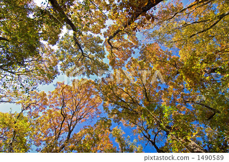 The yellow leaves of the woods 1490589