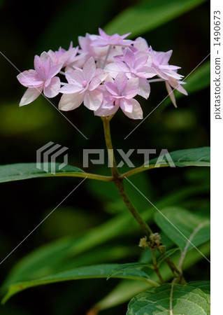 七朵花 1490673