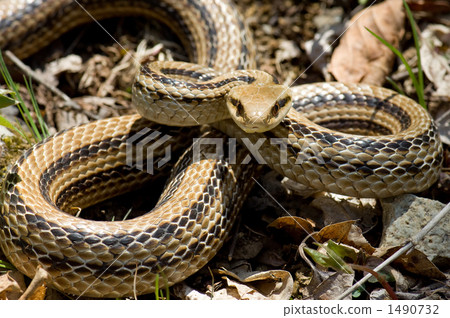 Threatful shark snake 1490732