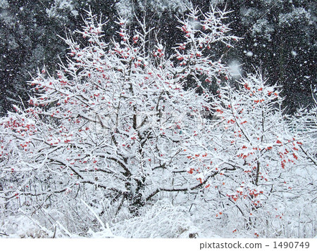 雪柿子 1490749