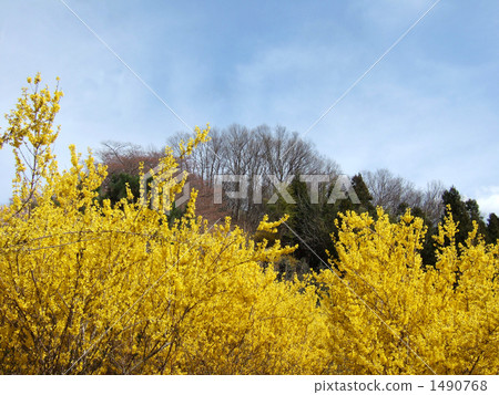 Forsythia 1490768