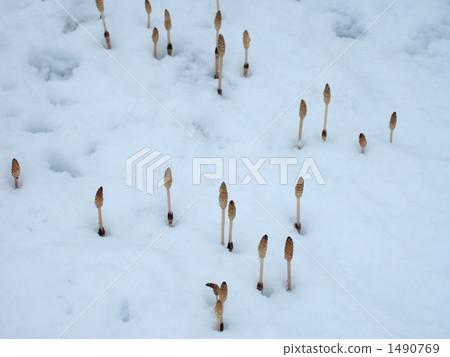Snow and Spring Snow 1490769