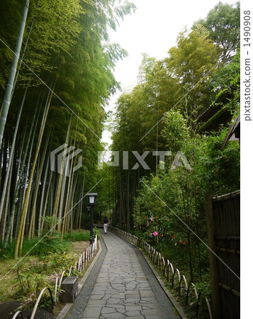path, small diameter, bamboo thicket 1490908
