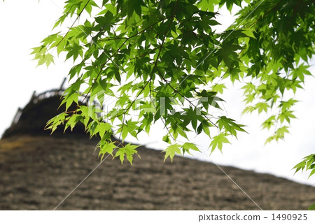 屋頂和楓樹 1490925