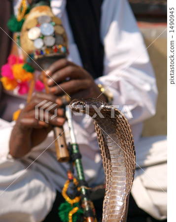 Indian snake use Indian snake use 1490945