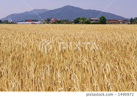麥田 1490972