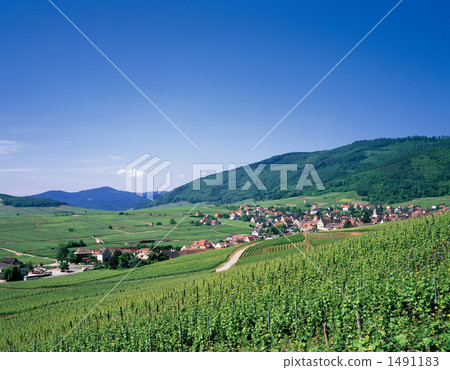阿爾薩斯的葡萄酒田 1491183