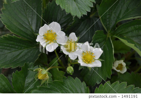 Miwa的草莓花 1491191