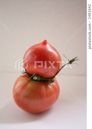 達摩番茄 1491642