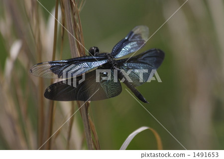 黑麗翅蜻蜓 灌木叢 草地 1491653