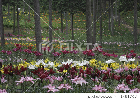 lily, yurien, japanese cedar 1491703