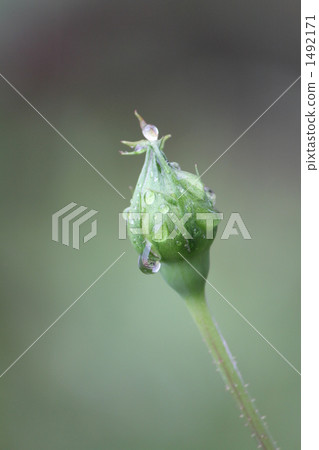 Rain drops in rose gray dawn Rain drops in rose gray dawn 1492171