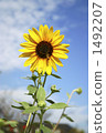 sunflower	 1492207