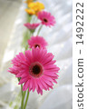 A row of gerberas 1492222