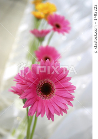 A row of gerberas A row of gerberas 1492222