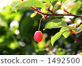 銀果胡頹子 紅莓 漿果 1492500