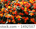 馬纓丹 黃花 紅花 1492507