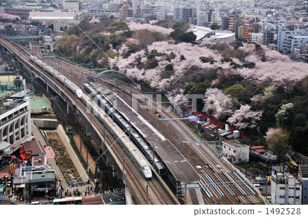 Sakura and Tohoku Shinkansen 1492528