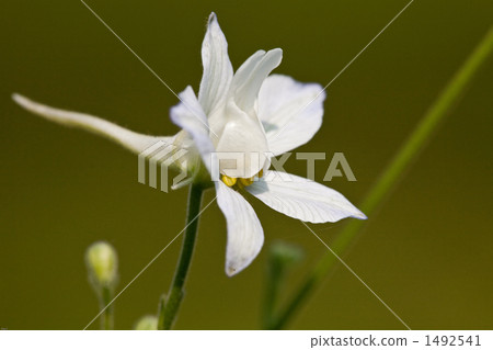 Which propeller is Haidian grass? 1492541