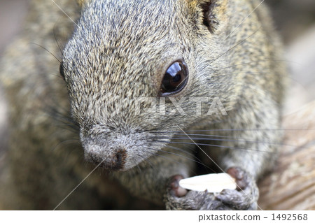 台灣松鼠 1492568