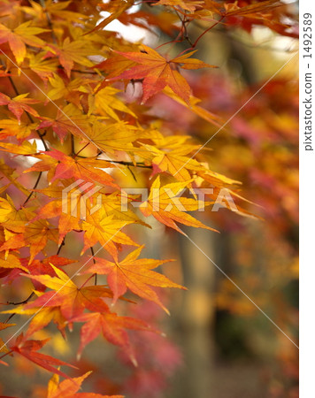 Maple autumn leaves Maple autumn leaves 1492589